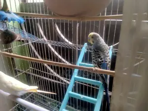 বাজরিগার পাখি