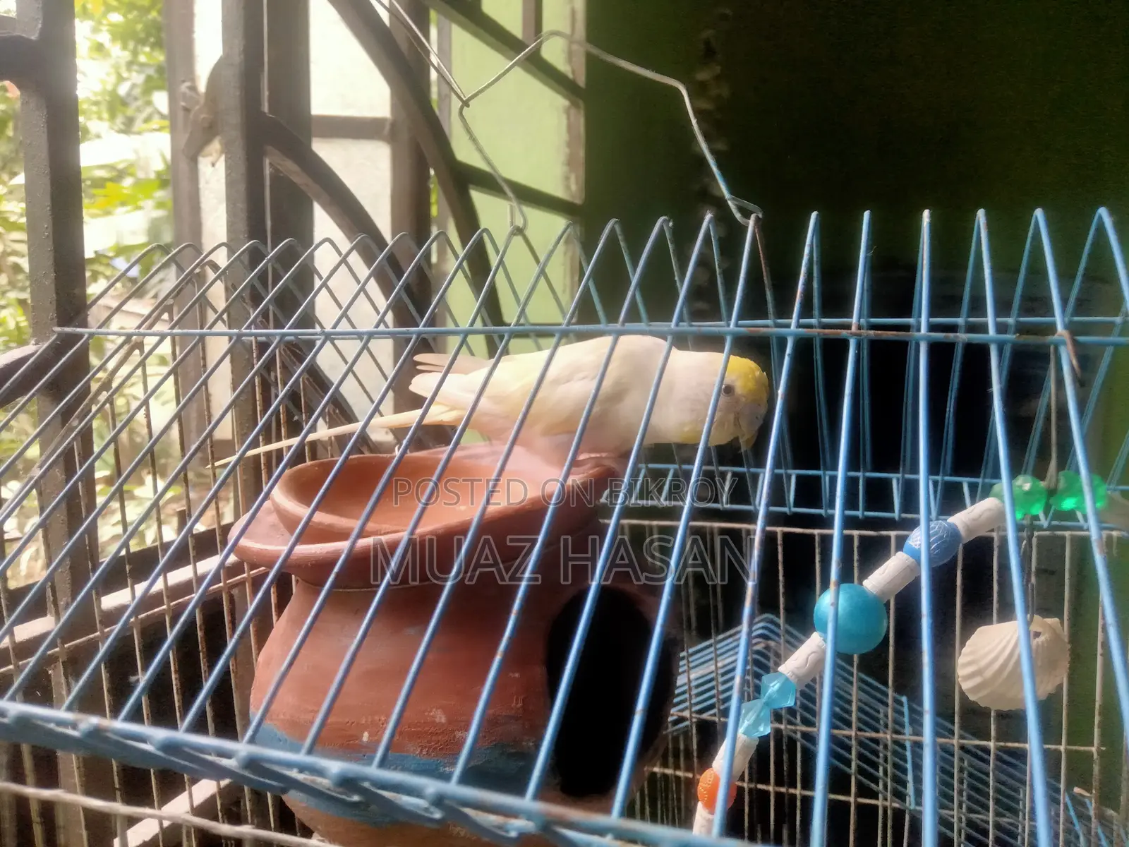 বাজরিগার পাখি