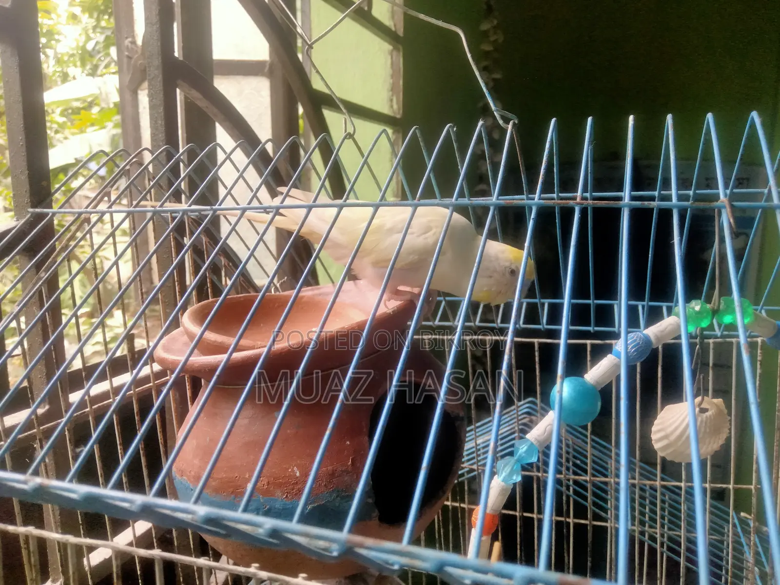 বাজরিগার পাখি