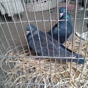 Moyna Flocks Pigeons