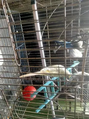 বাজরিগার পাখি