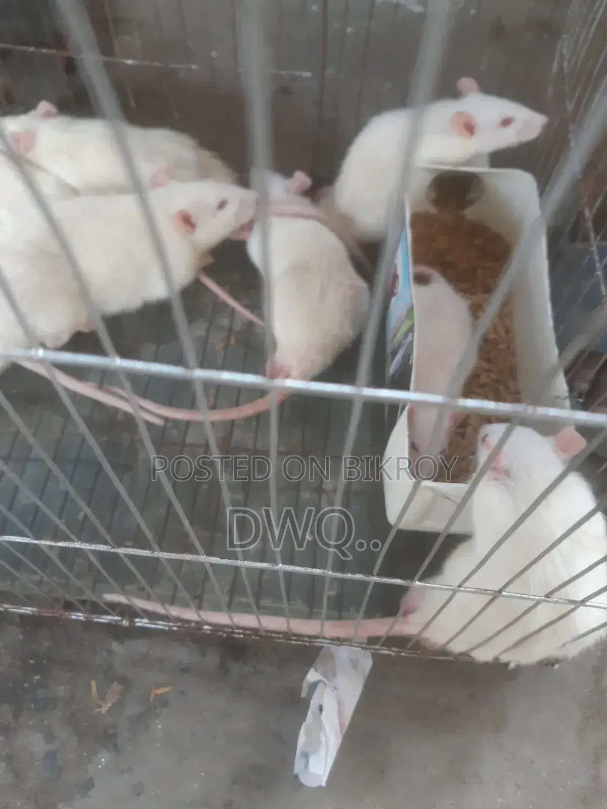 1-3 Months Male Purebred Bombay