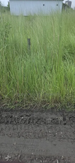 রাজউক উত্তরা সেক্টর-১৭/বি, রোড-১/বি, ৩ কাঠার বরাদ্দকৃত প্লট বিক্রি
