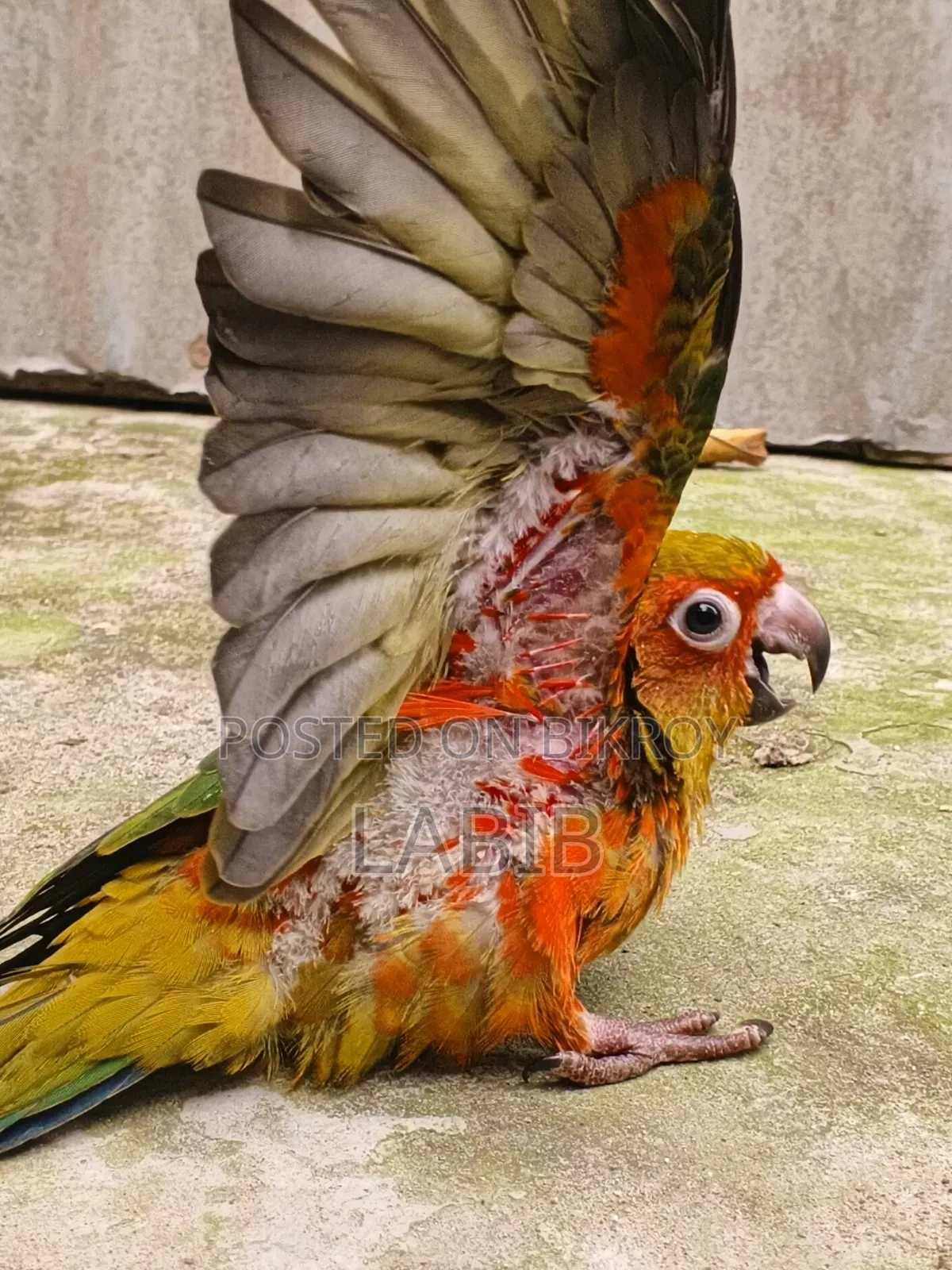 সুপার টেম সান কুনুর