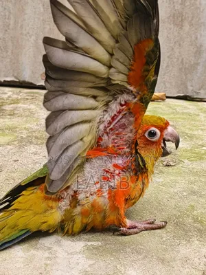 সুপার টেম সান কুনুর