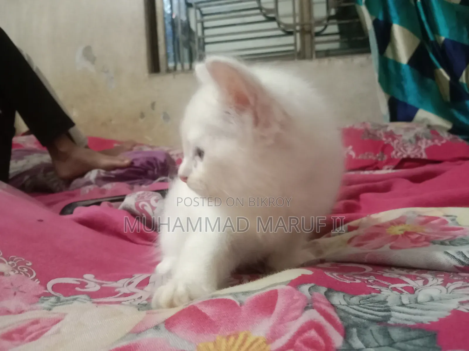 ১-৩ মাস বয়সী পুরুষ খাঁটি পার্সিয়ান