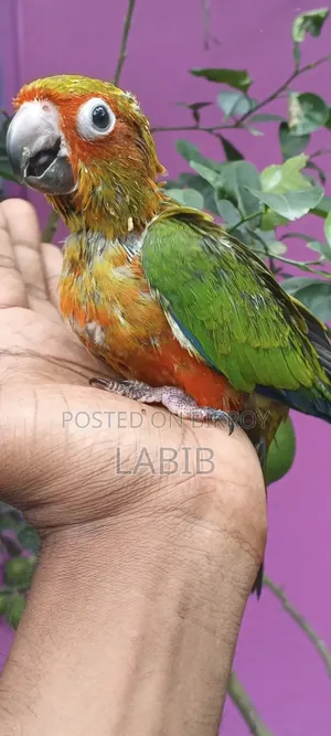 সুপার টেম সান কুনুর