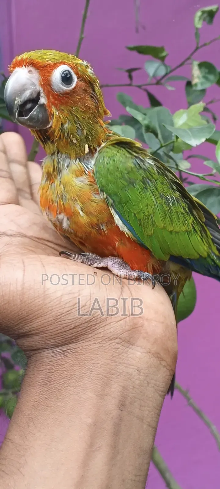 সুপার টেম সান কুনুর