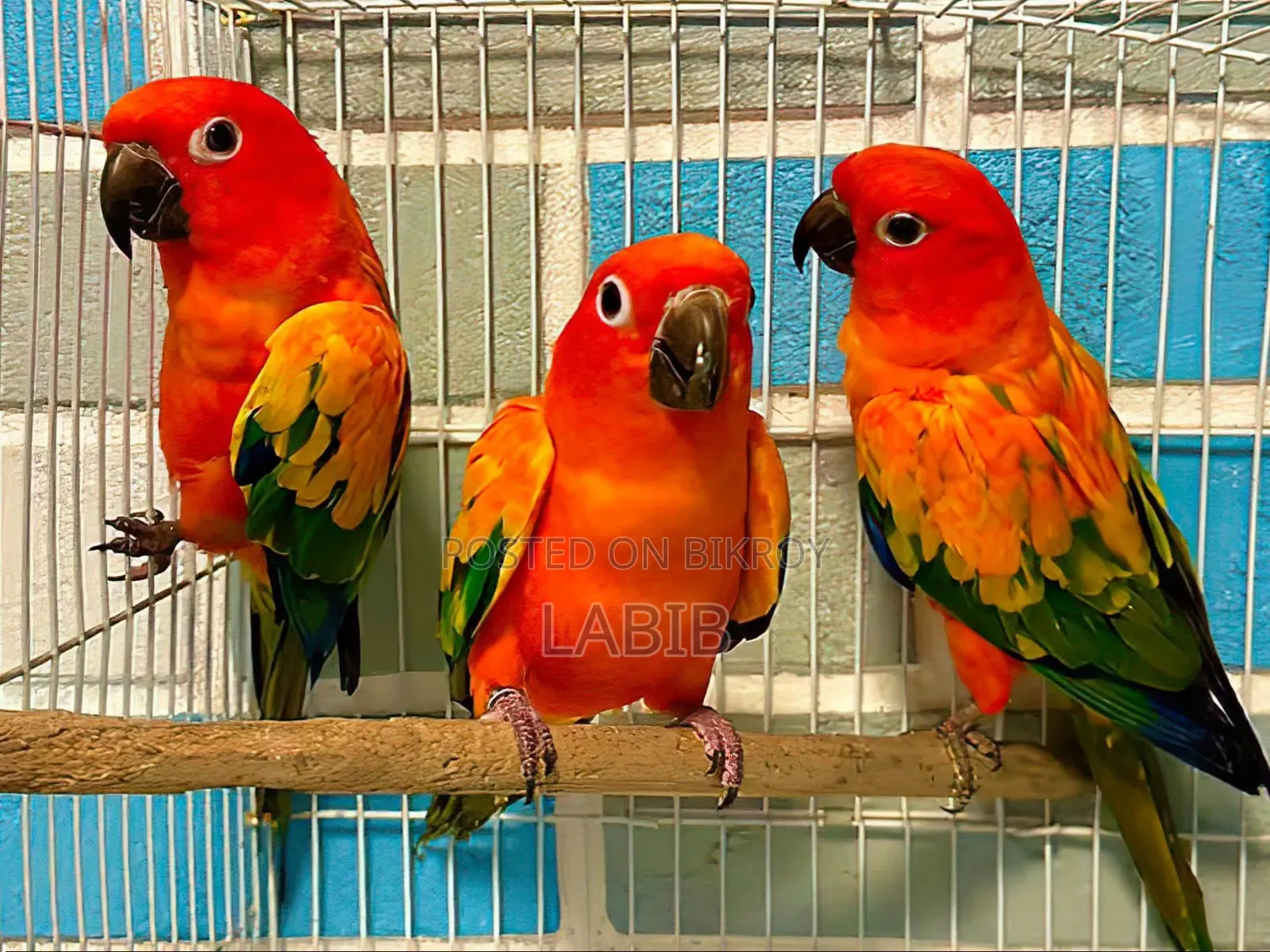 সুপার টেম সান কুনুর
