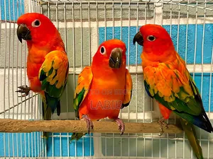 সুপার টেম সান কুনুর