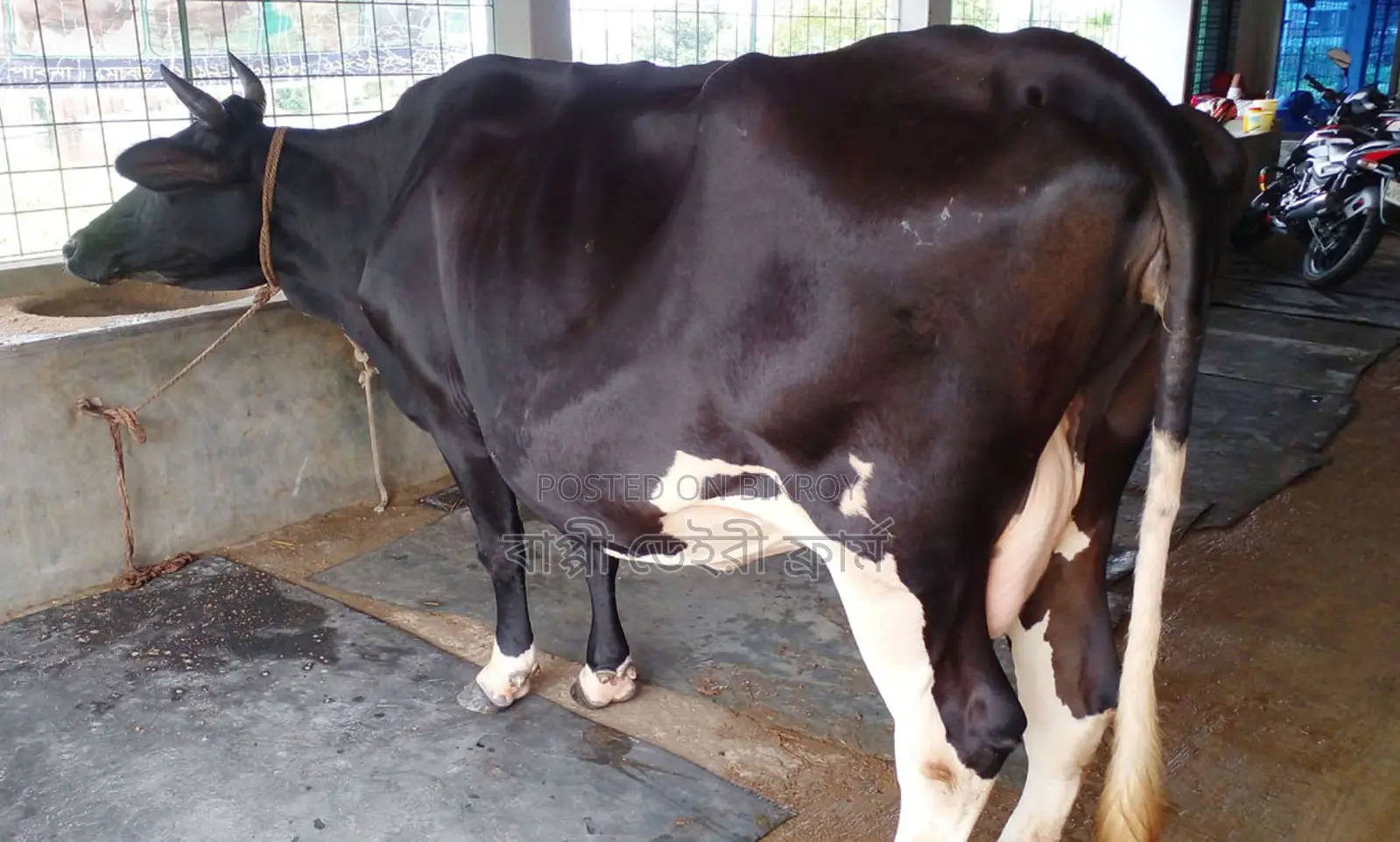 Buy good breed milch cow number 1508 without any doubt.