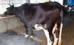 Buy good breed milch cow number 1508 without any doubt.