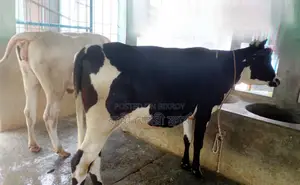 Memo No. 1509: 2 heifers for sale.