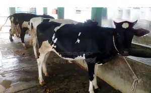 Memo No. 1505: 4 improved breed heifers for sale.