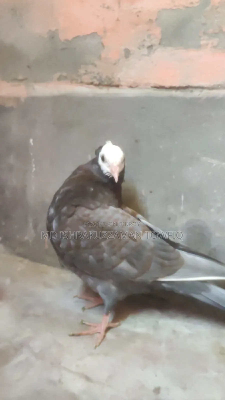 এন্ডোশিয়ান মুক্ষির বাচ্চা