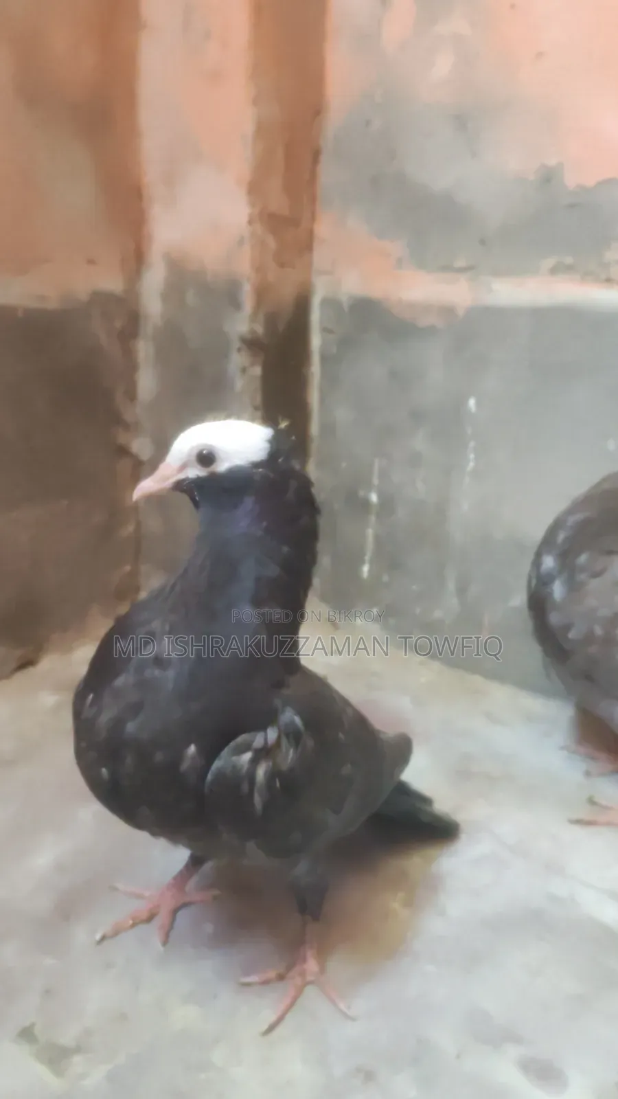 এন্ডোশিয়ান মুক্ষির বাচ্চা