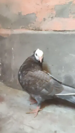 এন্ডোশিয়ান মুক্ষির বাচ্চা
