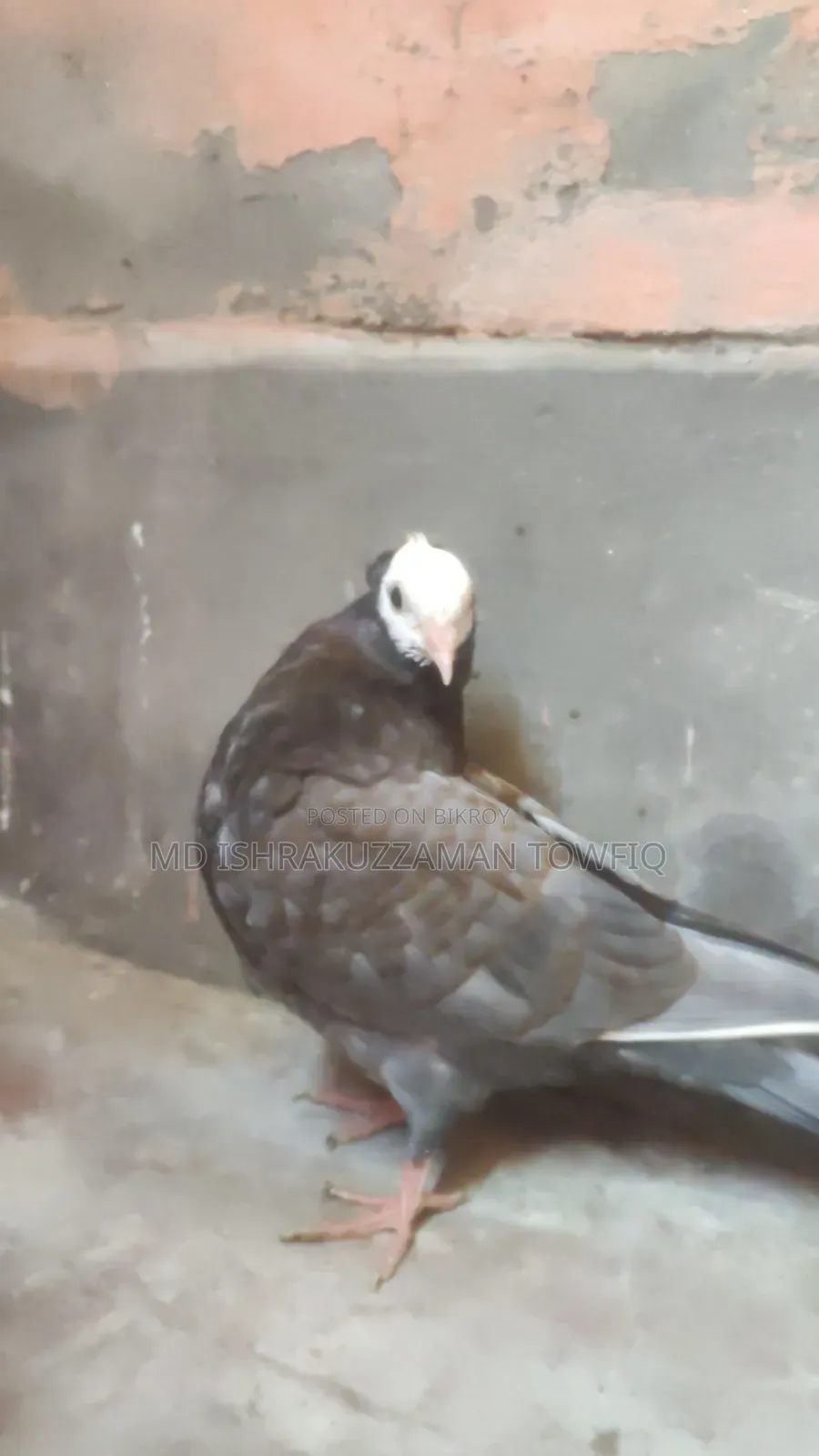 এন্ডোশিয়ান মুক্ষির বাচ্চা