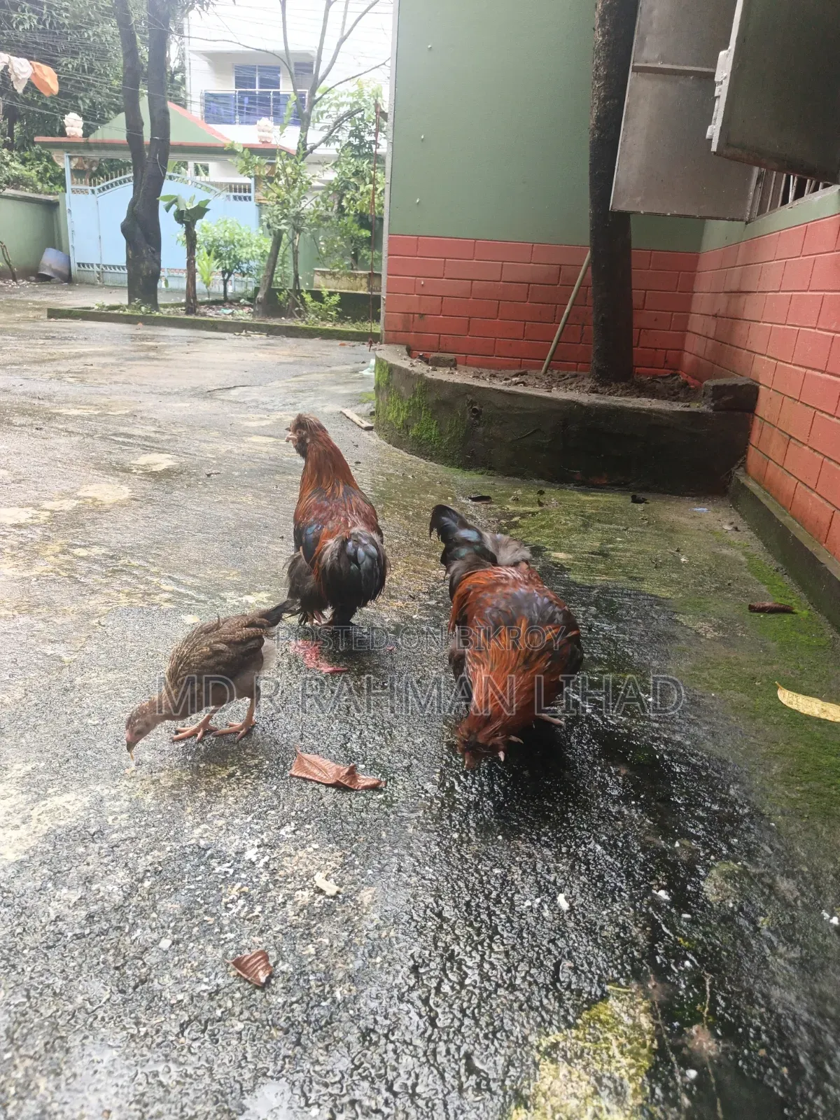 Sultan Chicken Pair