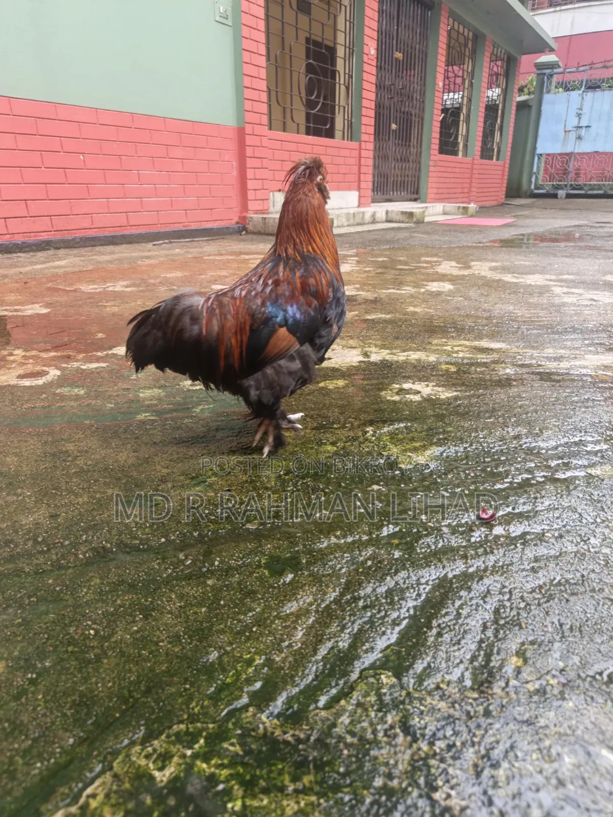 Sultan Chicken Pair