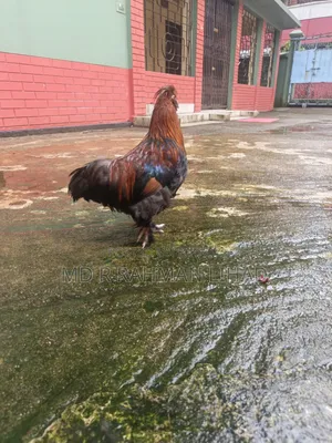 Sultan Chicken Pair