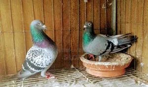 Racer/Racer Pair