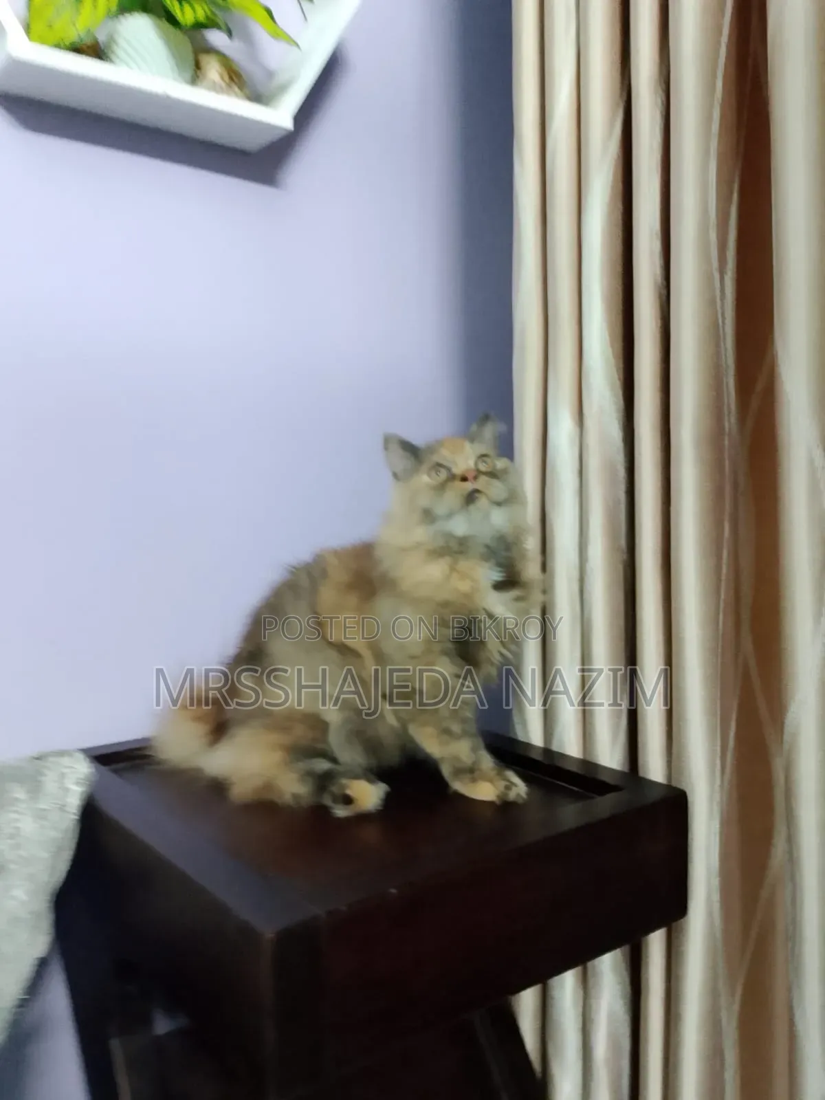 ৩-৬ মাসের ফিমেল পিওরব্রেড পার্সিয়ান