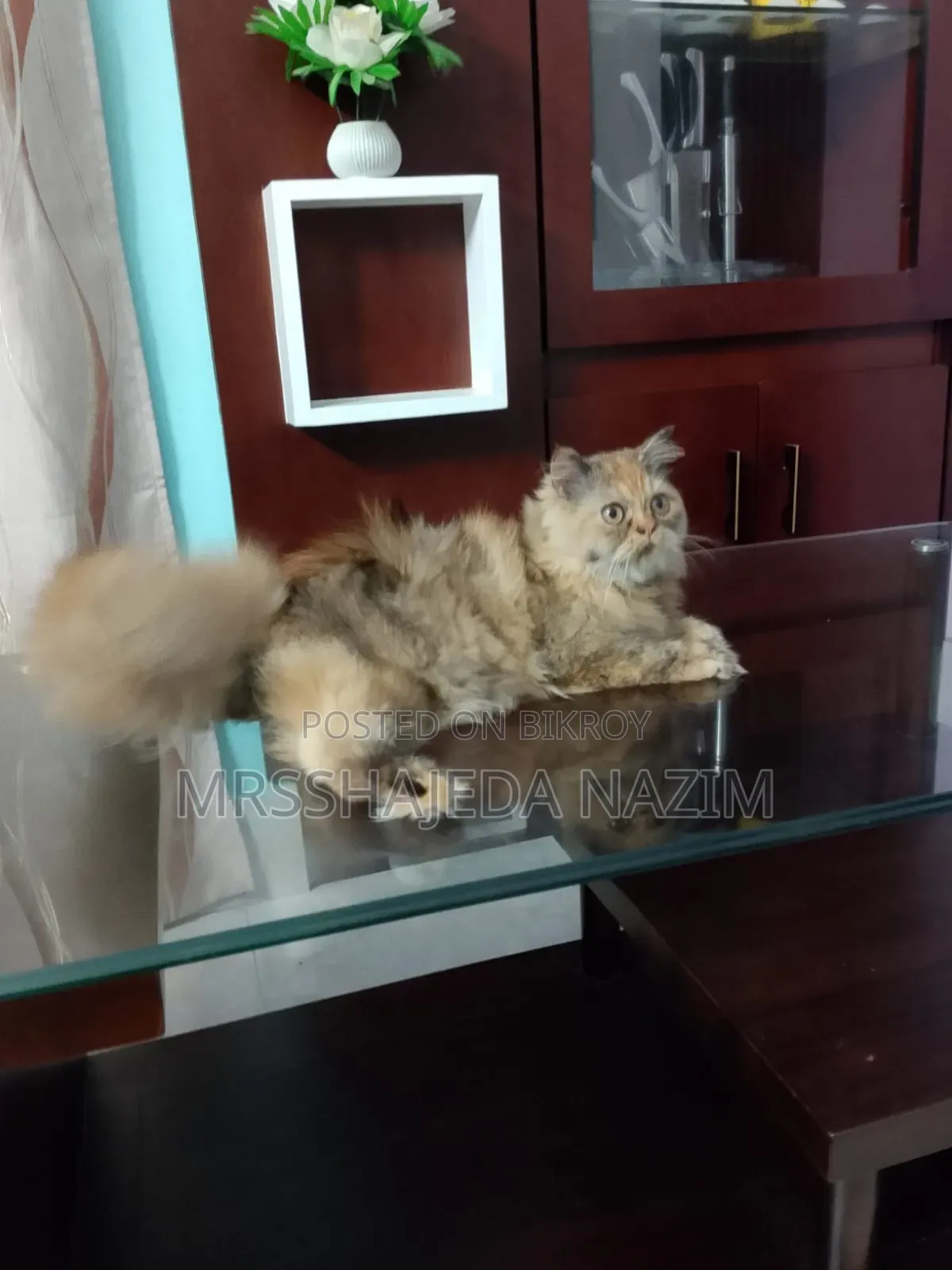 ৩-৬ মাসের ফিমেল পিওরব্রেড পার্সিয়ান