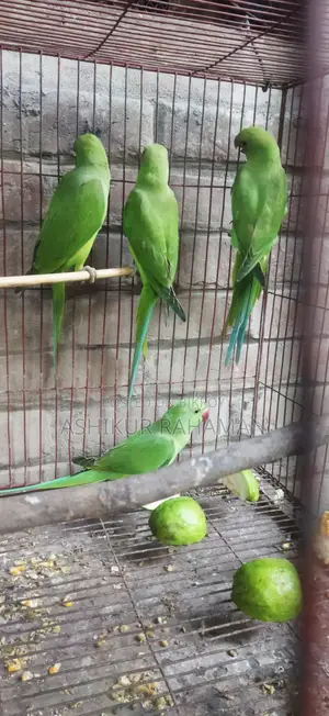 ইন্ডিয়ান রিংনেক