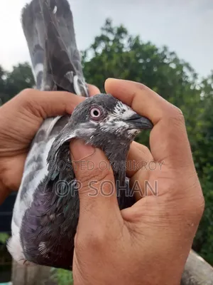 Pure Sila Male Pigeon