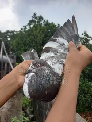 Pure Sila Male Pigeon