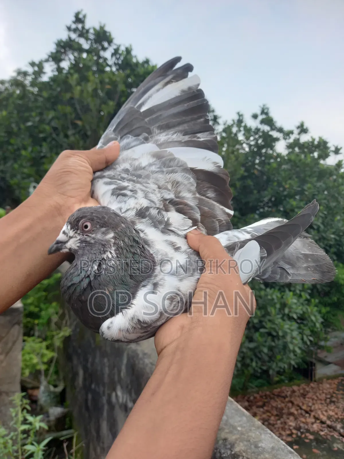 Pure Sila Male Pigeon