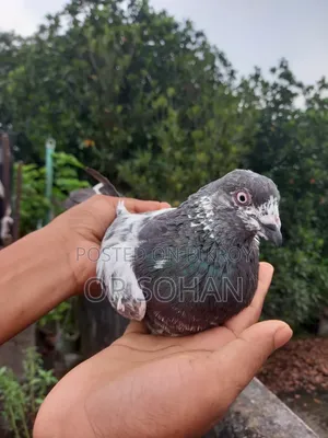 Pure Sila Male Pigeon