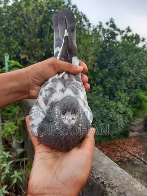 Pure Sila Male Pigeon