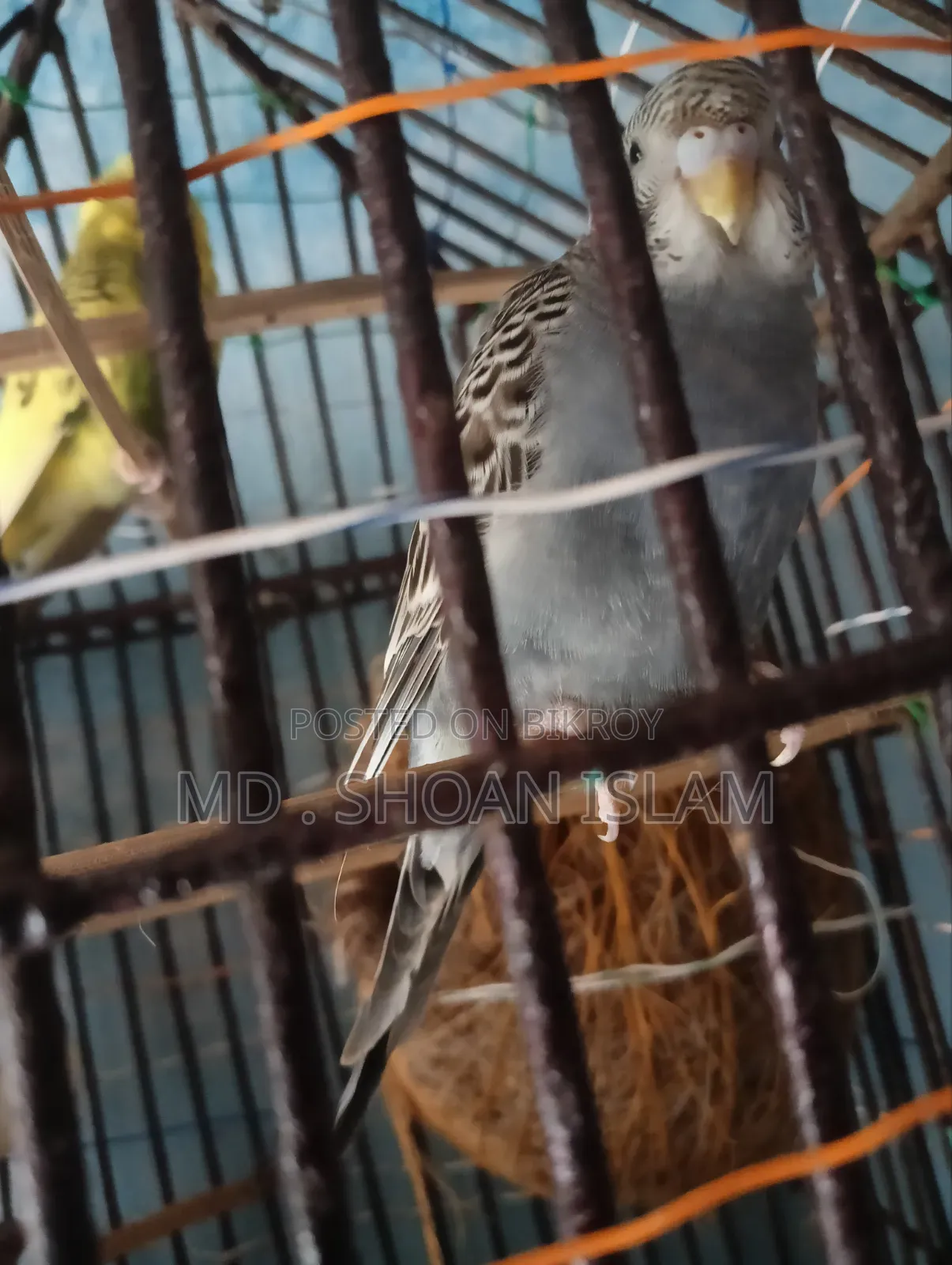 সোনামজিদের পাখি