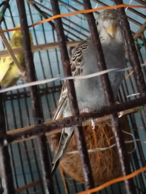সোনামজিদের পাখি