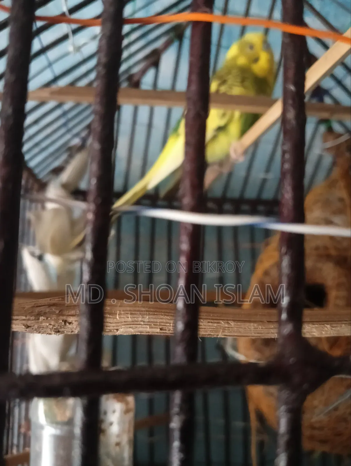 সোনামজিদের পাখি