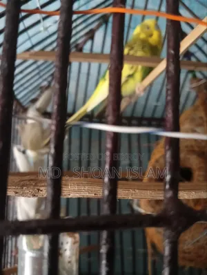 সোনামজিদের পাখি