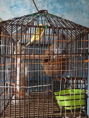 সোনামজিদের পাখি