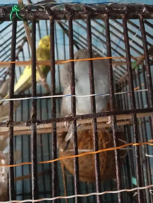 সোনামজিদের পাখি