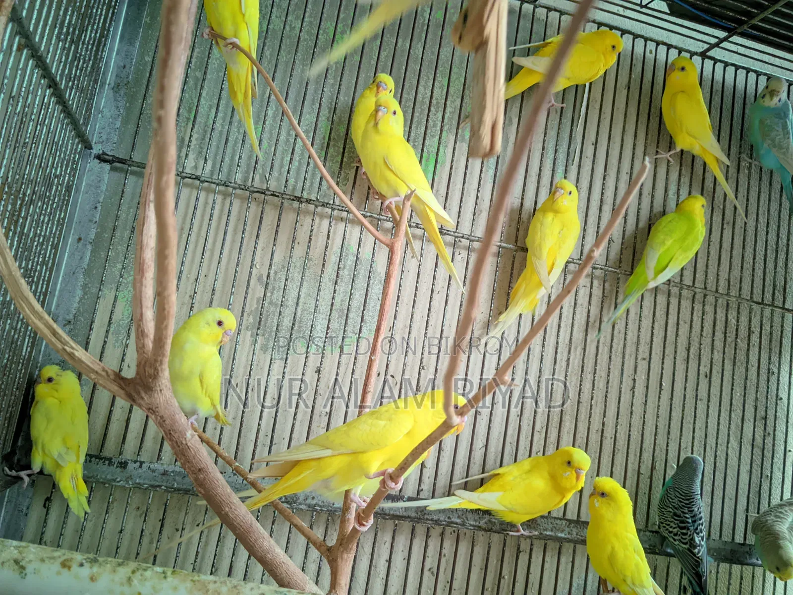 শখের পাখি বাসায় পালন করা
