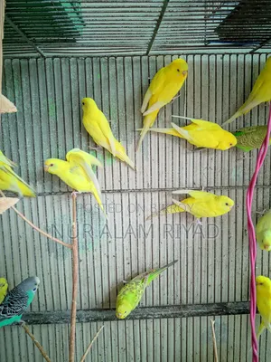 শখের পাখি বাসায় পালন করা