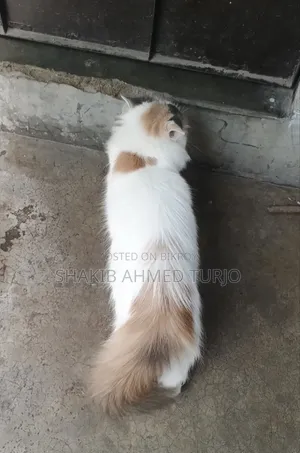 ৬-১২ মাসের খাঁটি জাতের পার্সিয়ান মাদি বিড়াল