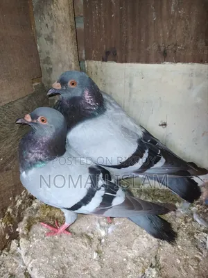 রানিং বড় সাইজের রেসার বিক্রি হবে।