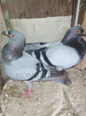 রানিং বড় সাইজের রেসার বিক্রি হবে।