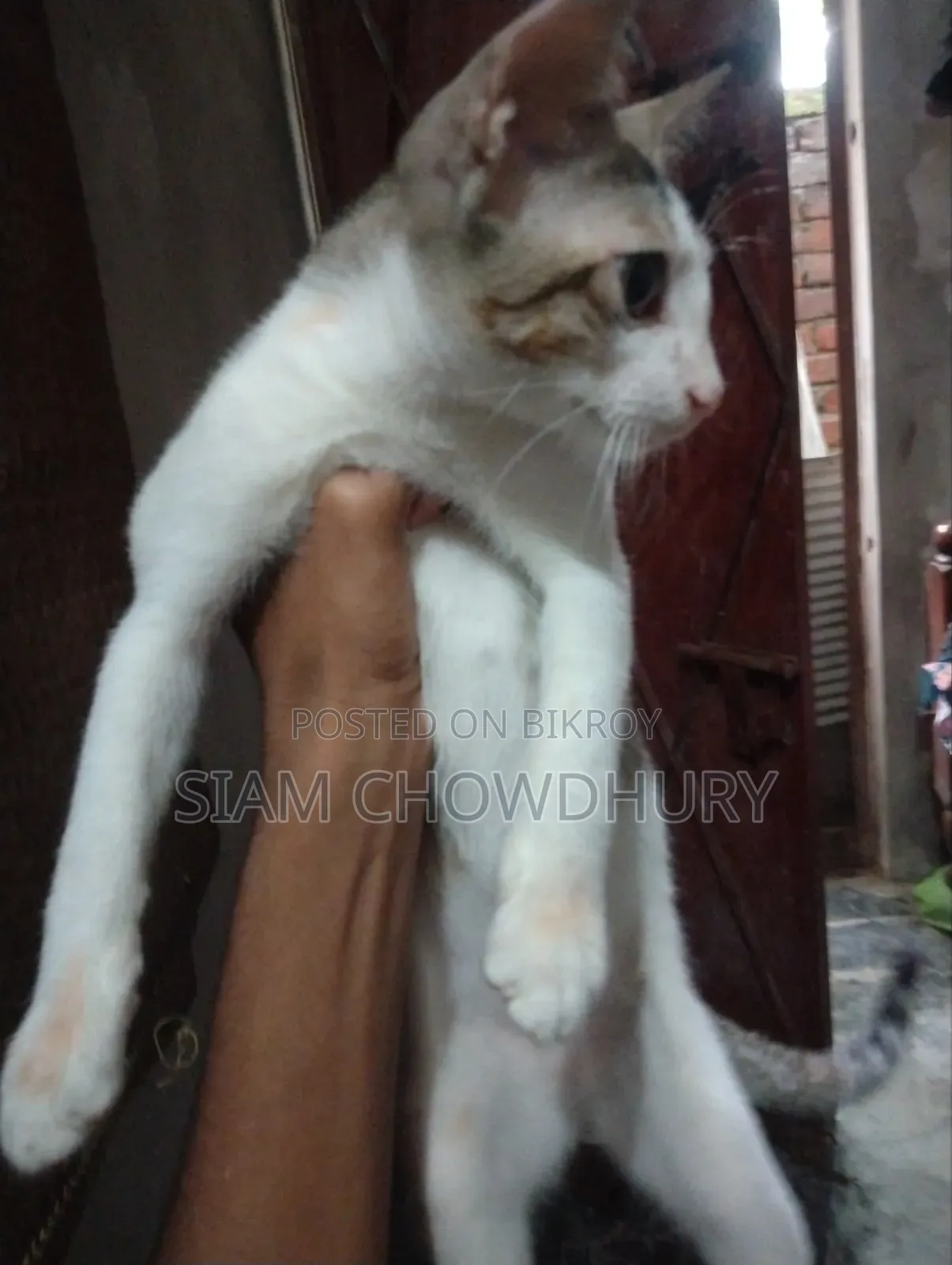 ৩-৬ মাসের মেল পিউরব্রেড বেঙ্গল