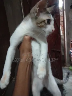 ৩-৬ মাসের মেল পিউরব্রেড বেঙ্গল