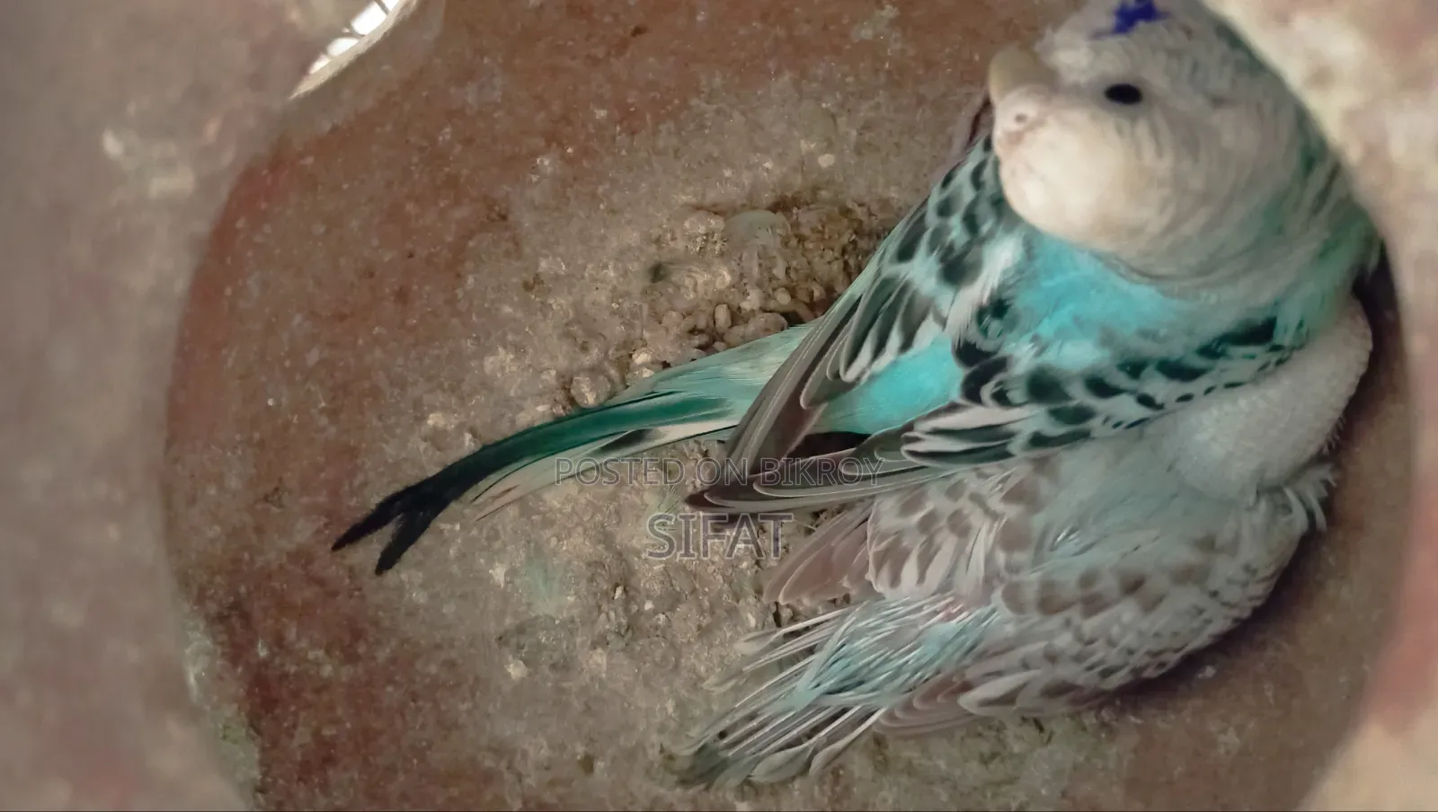 A Good Quality Classic Budgerigar For Sale