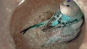 A Good Quality Classic Budgerigar For Sale