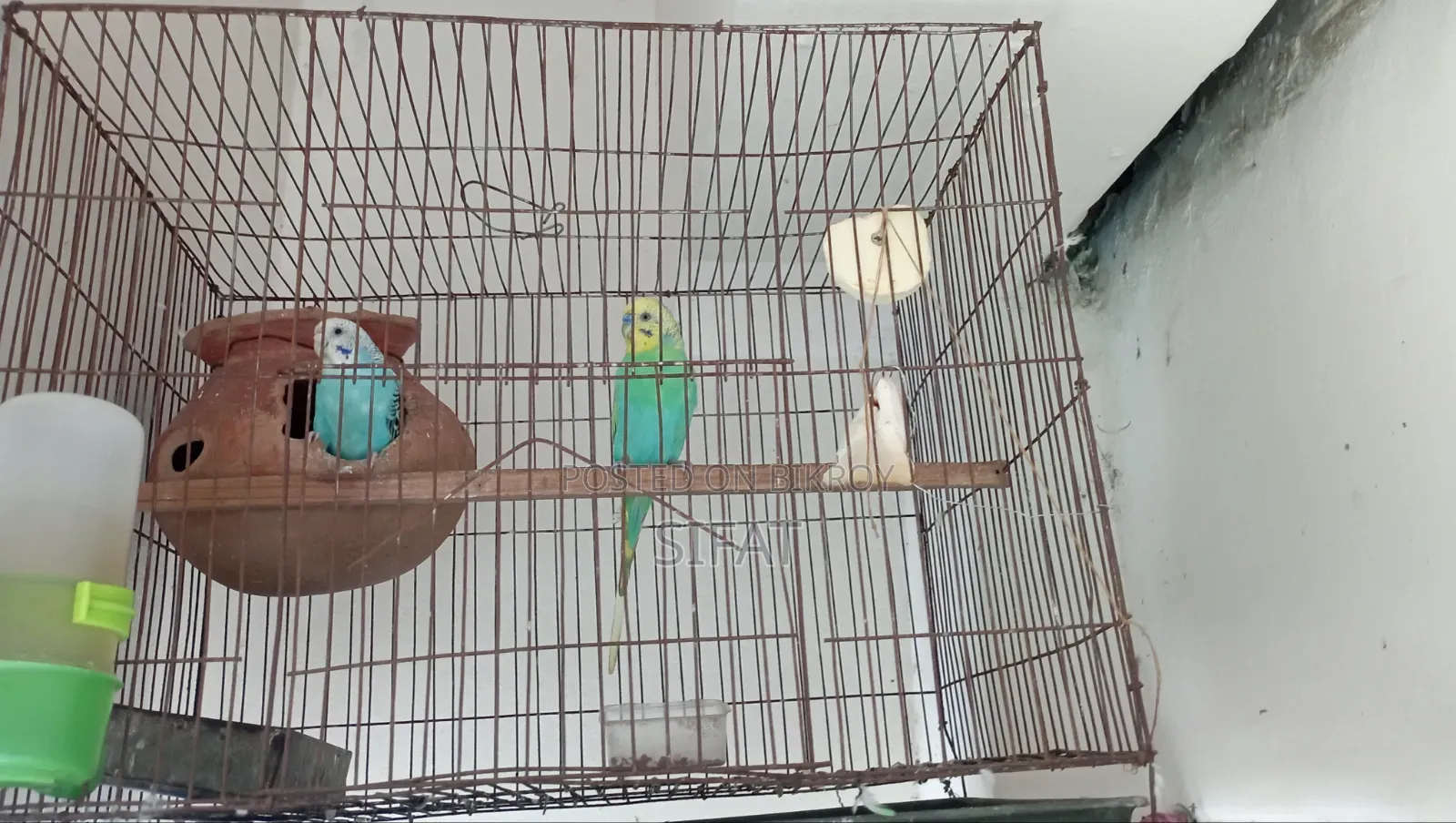 A Good Quality Classic Budgerigar For Sale